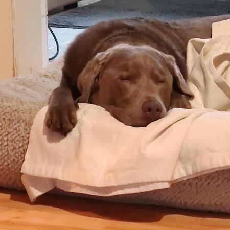 Bed & Breakfast Bonn 24 Mai Bis14 Juni Mit Hund In Der Wohnung Ngoại thất bức ảnh