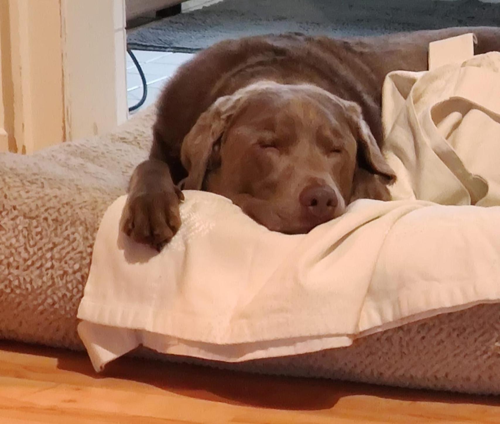 Bed & Breakfast Bonn 24 Mai Bis14 Juni Mit Hund In Der Wohnung Ngoại thất bức ảnh