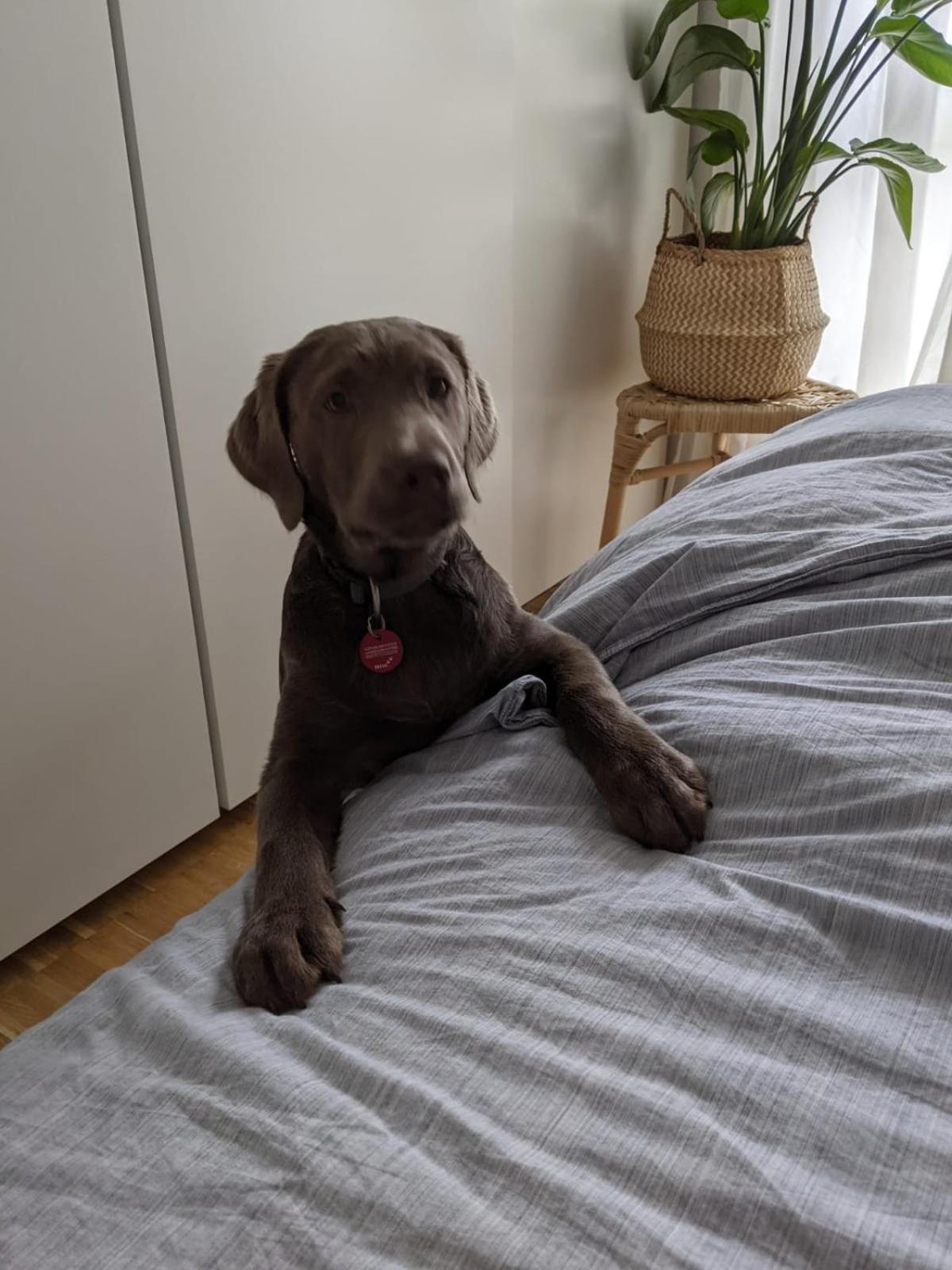 Bed & Breakfast Bonn 24 Mai Bis14 Juni Mit Hund In Der Wohnung Ngoại thất bức ảnh